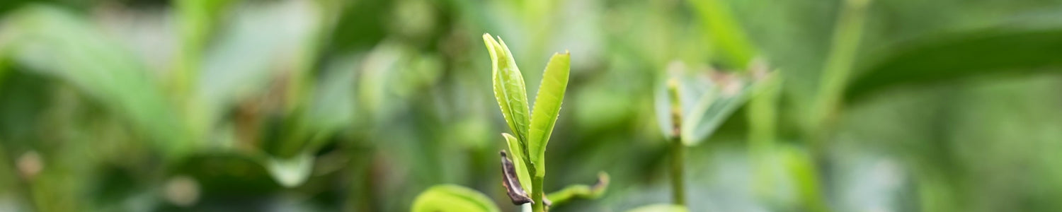 Organic Loose Leaf Tea