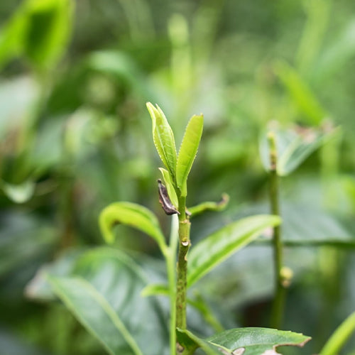 Organic Loose Leaf Tea