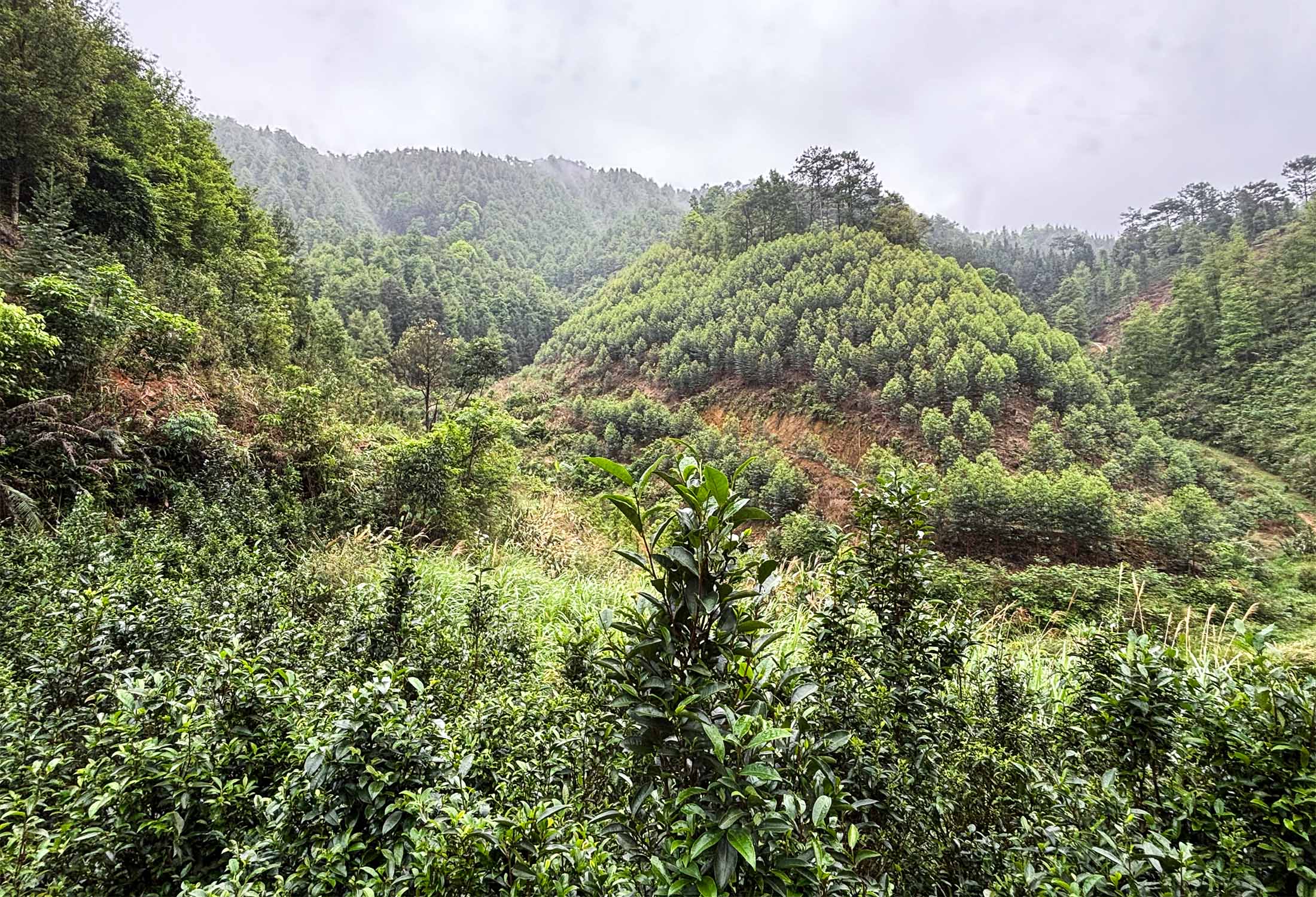 wild tea