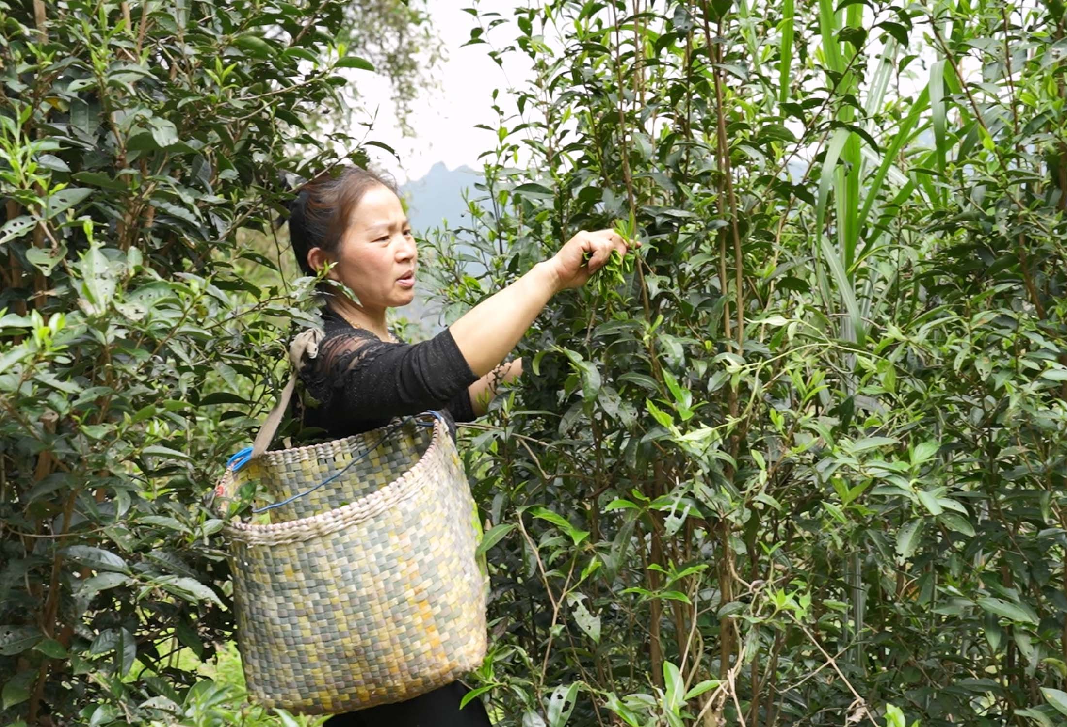 Wild Tea Tea Farmer