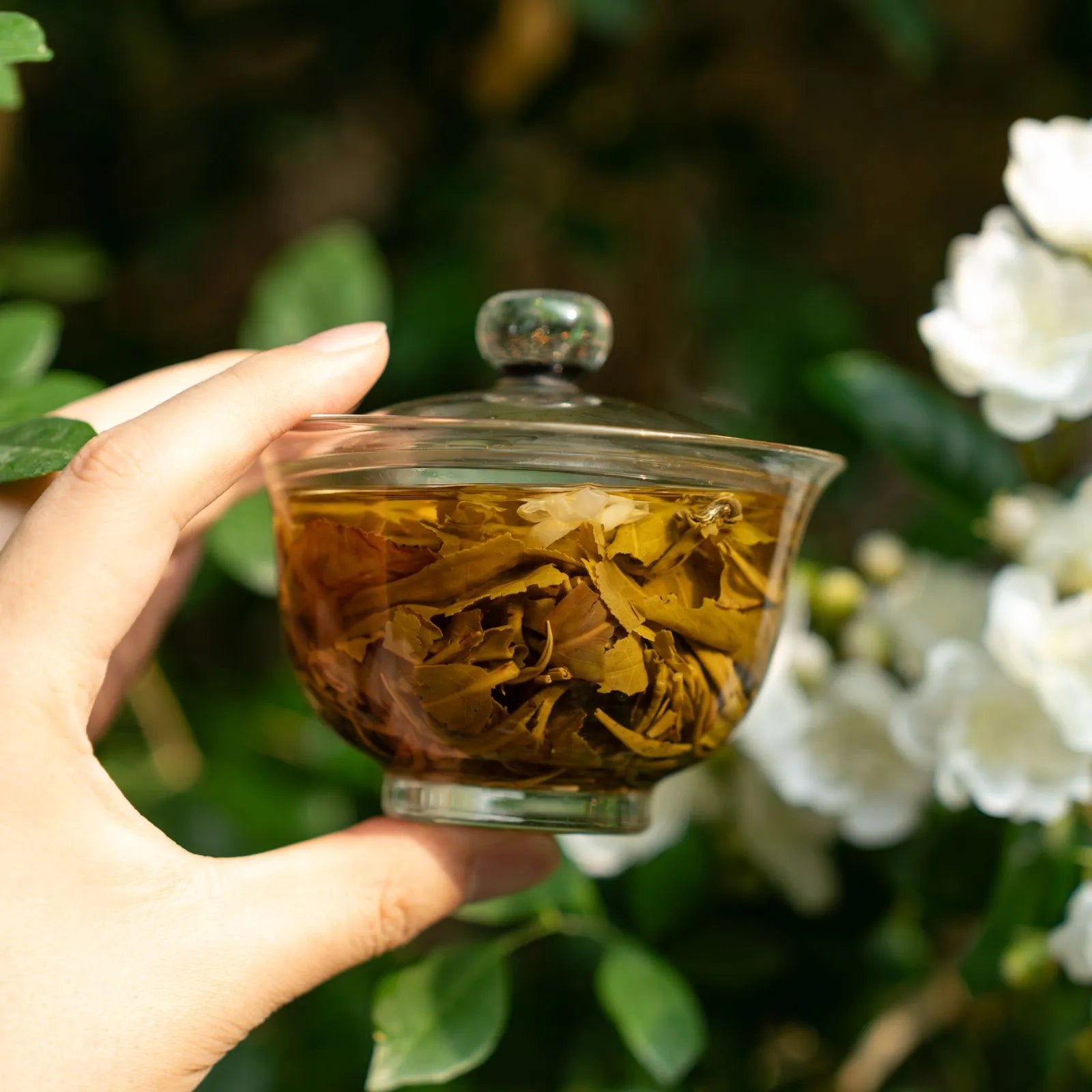 Jasmine Bi Luo Chun | Traditional 3-Scent Jasmine Green Tea (One Bud with Two Leaves) – Subtle Floral Aroma, Mild Flavor, Handpicked from 2000m High Mountains in Heng County, Guangxi | Summer Harvest June 2024 | 3.5oz (100g) For Afternoon