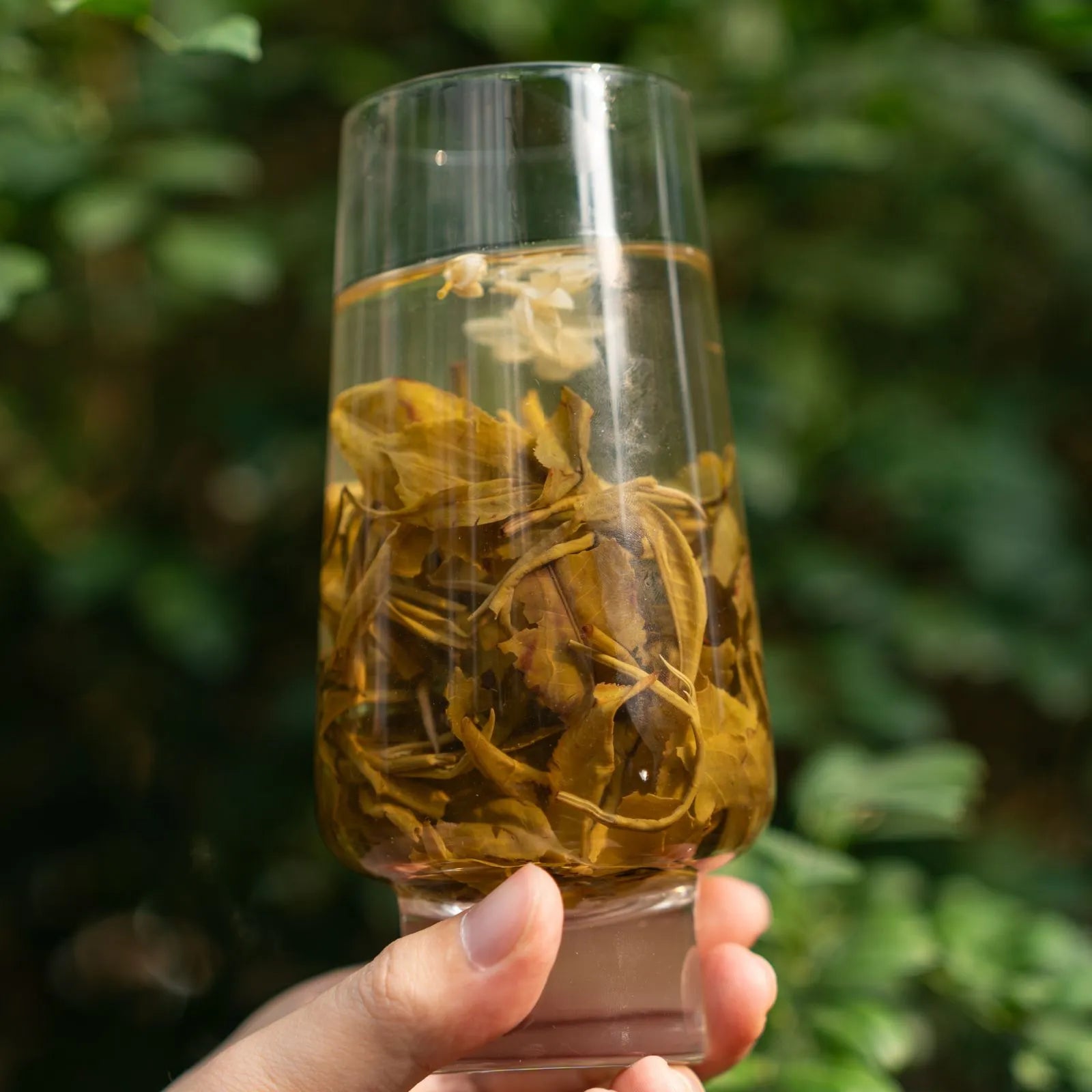 Jasmine Bi Luo Chun | Traditional 3-Scent Jasmine Green Tea (One Bud with Two Leaves) – Subtle Floral Aroma, Mild Flavor, Handpicked from 2000m High Mountains in Heng County, Guangxi | Summer Harvest June 2024 | 3.5oz (100g) For Afternoon