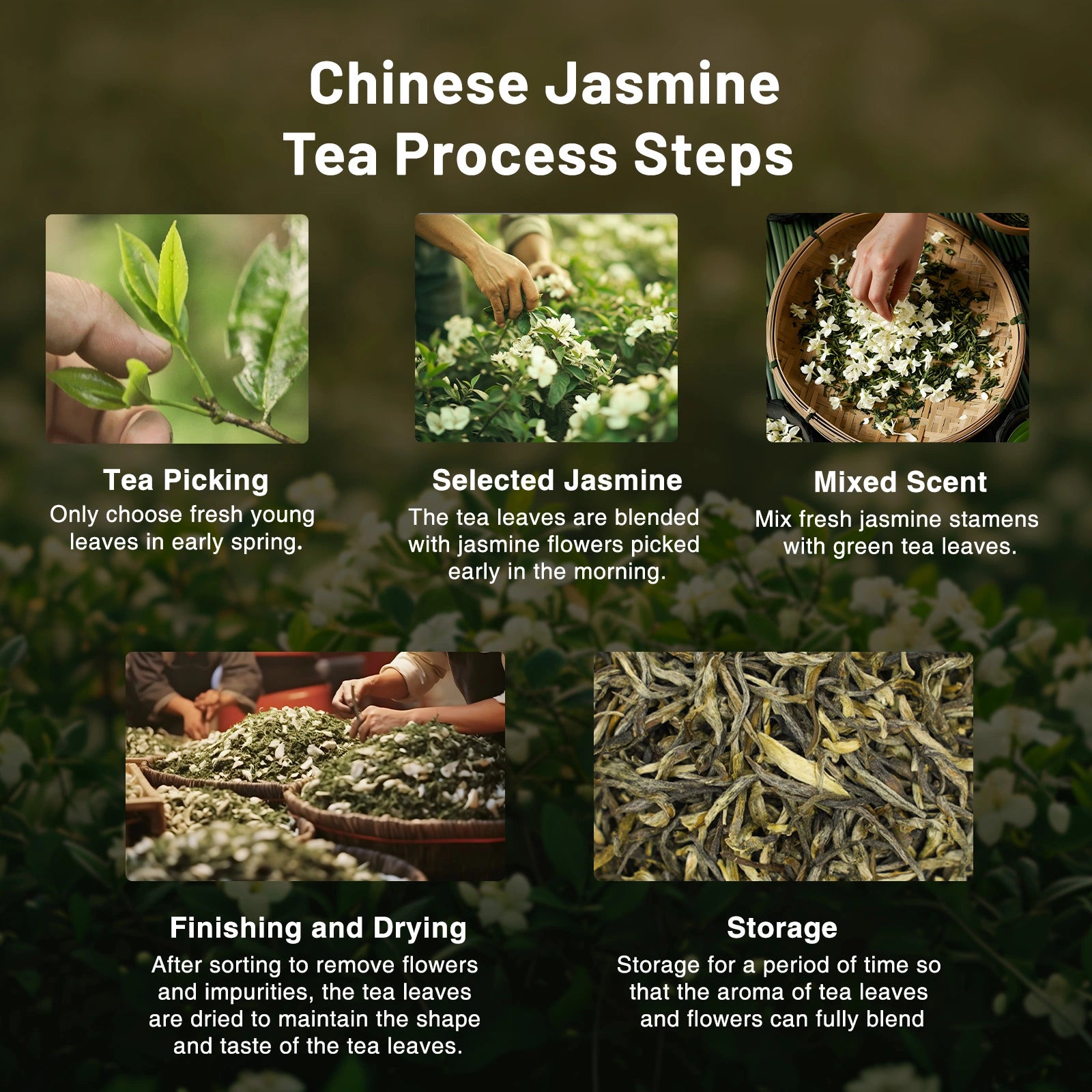 Jasmine Zhen Wang | Traditional 7-Scent Jasmine Tea (Pure buds) – Fresh, Intense Floral Aroma with Smooth, Sweet | 1200m High Mountain Tea from Heng County, Guangxi | July 2024 Autumn Tea | 3.5oz (100g) - Tasting Grade For Afternoon