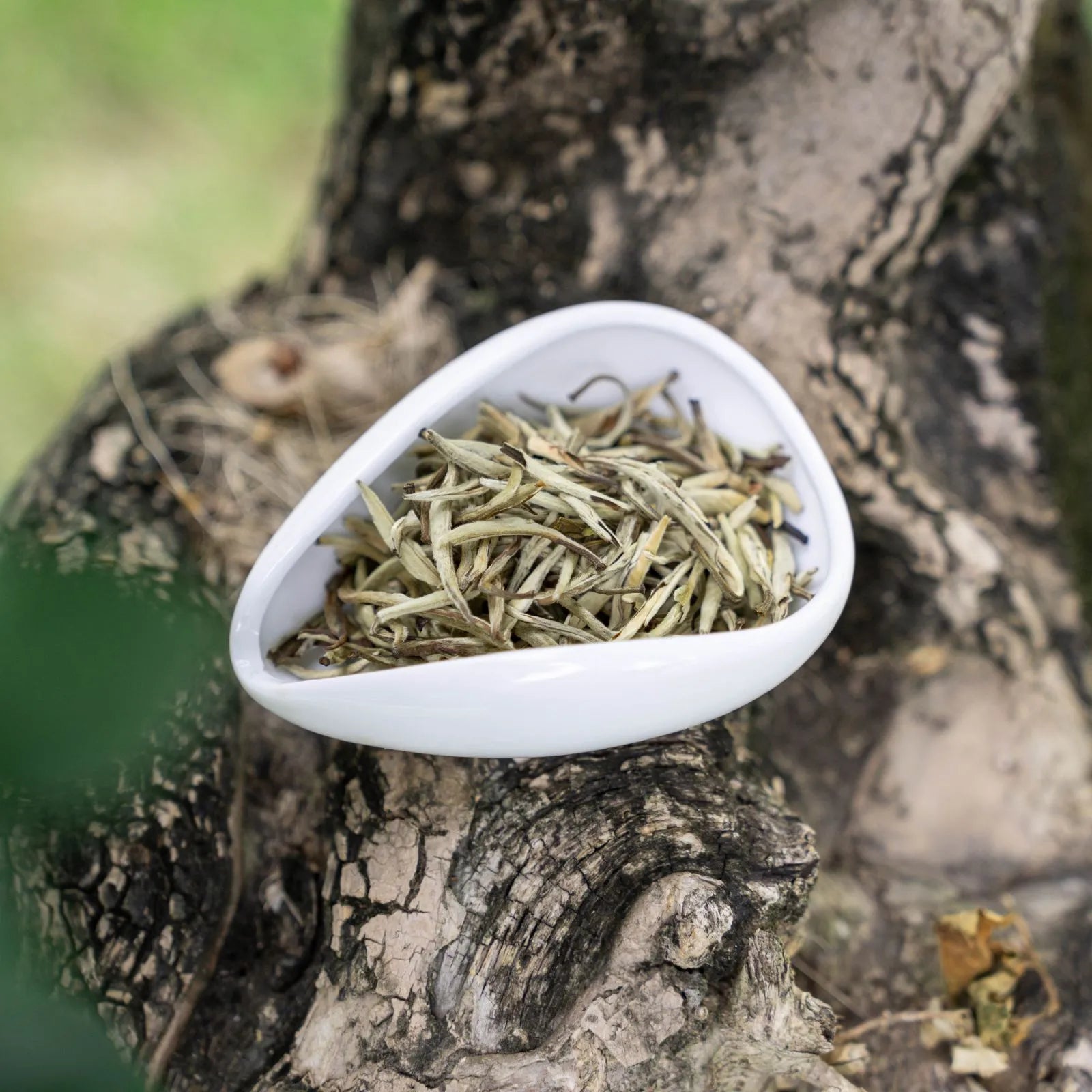 Jasmine Zhen Wang | Traditional 7-Scent Jasmine Tea (Pure buds) – Fresh, Intense Floral Aroma with Smooth, Sweet | 1200m High Mountain Tea from Heng County, Guangxi | July 2024 Autumn Tea | 3.5oz (100g) - Tasting Grade For Afternoon