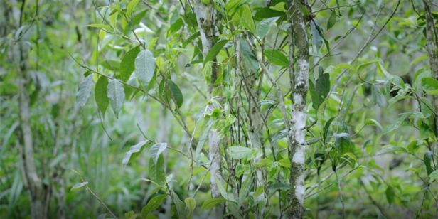 protect-ancient-tea-trees-iteaworld