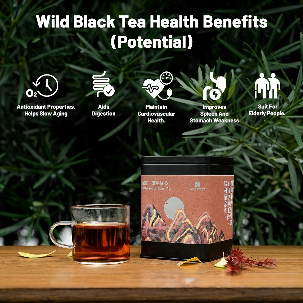 Organic Wild Gongfu Black Tea | Floral Aroma, Sweet & Brisk| 50-Year-Old Trees - 900m High Daming Mountain | Light Fermentation  (40G/80G) For Morning