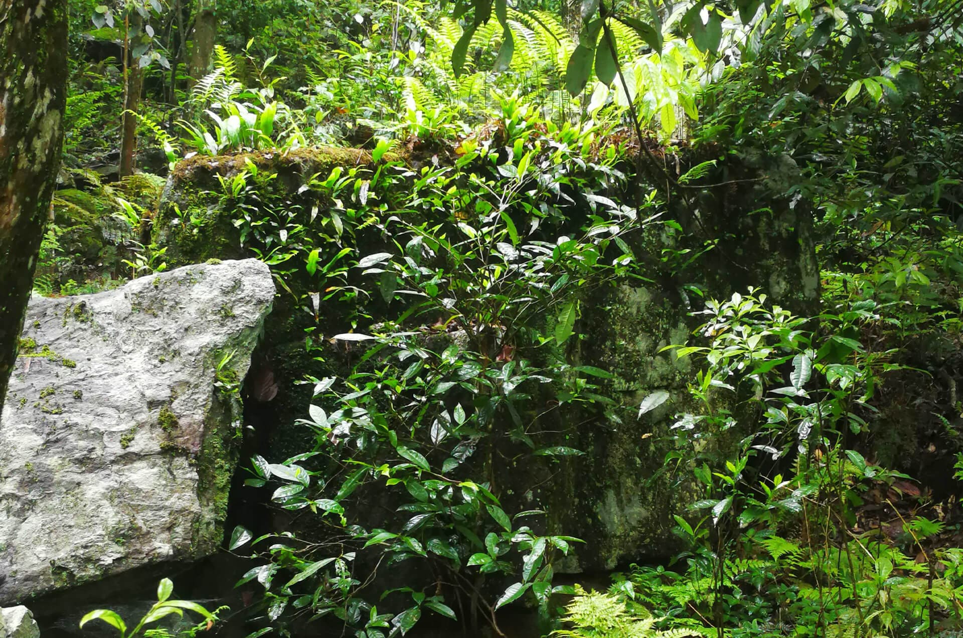 black-Tea-from-Wild-Tea-Trees-Tea-Gardens