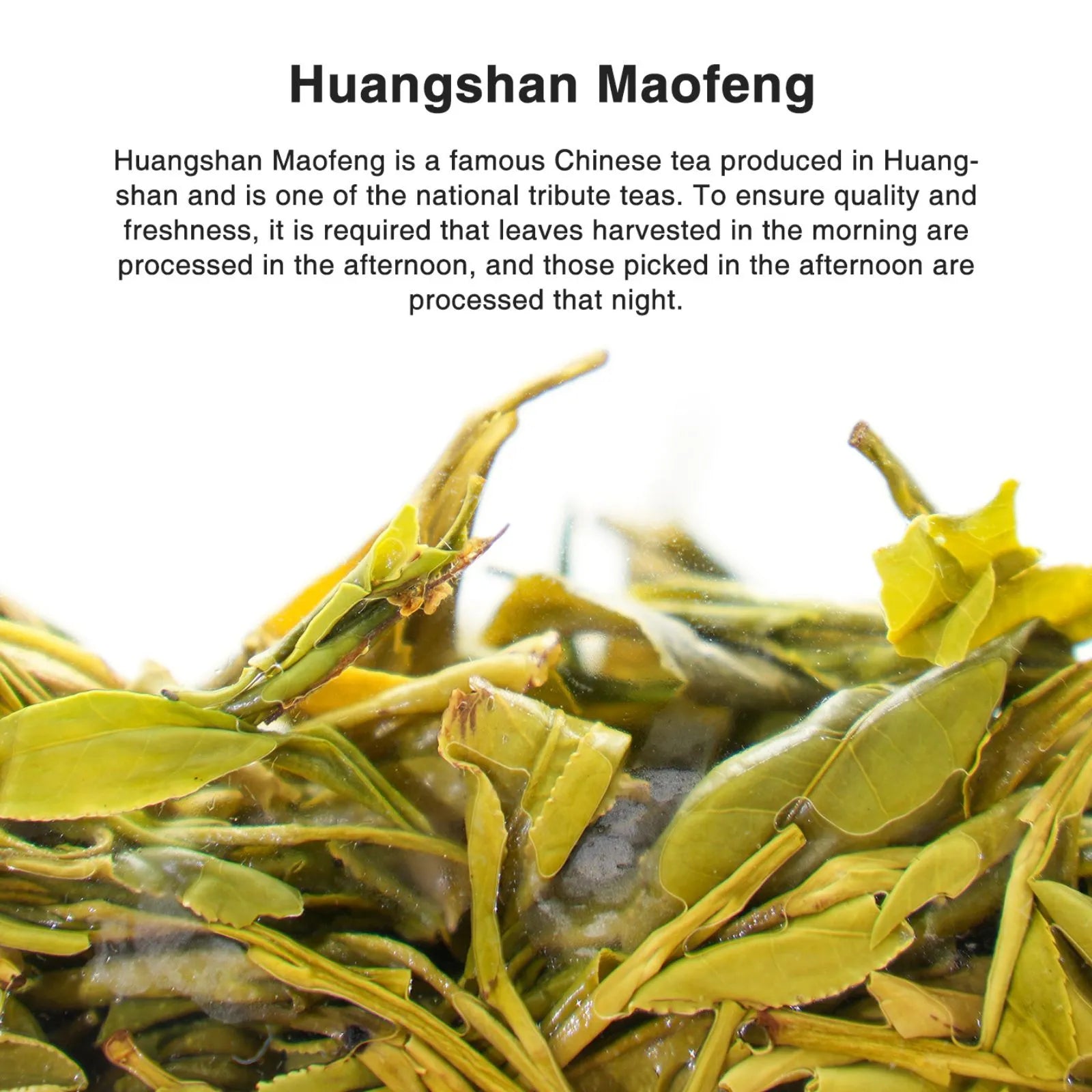 Premium Huangshan Maofeng Chinese Green Tea (One bud with two leaves) – Fresh Orchid Aroma, Robust High-Mountain Flavor from 800m in Huangtian Village, Huangshan, Anhui | Spring Harvest April 2024 | 1.76OZ (50g) For Morning