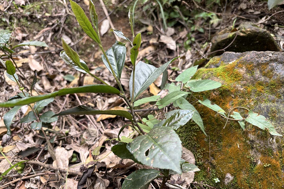 iteaworld wild tea leaves