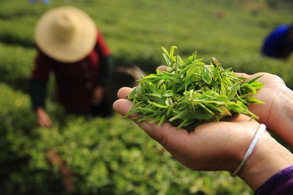 green tea sampler