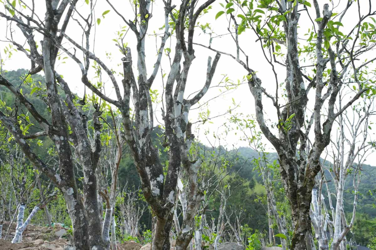 Selection Principles of Tea Trees Used in Traditional Chinese Medicine Tea Therapy