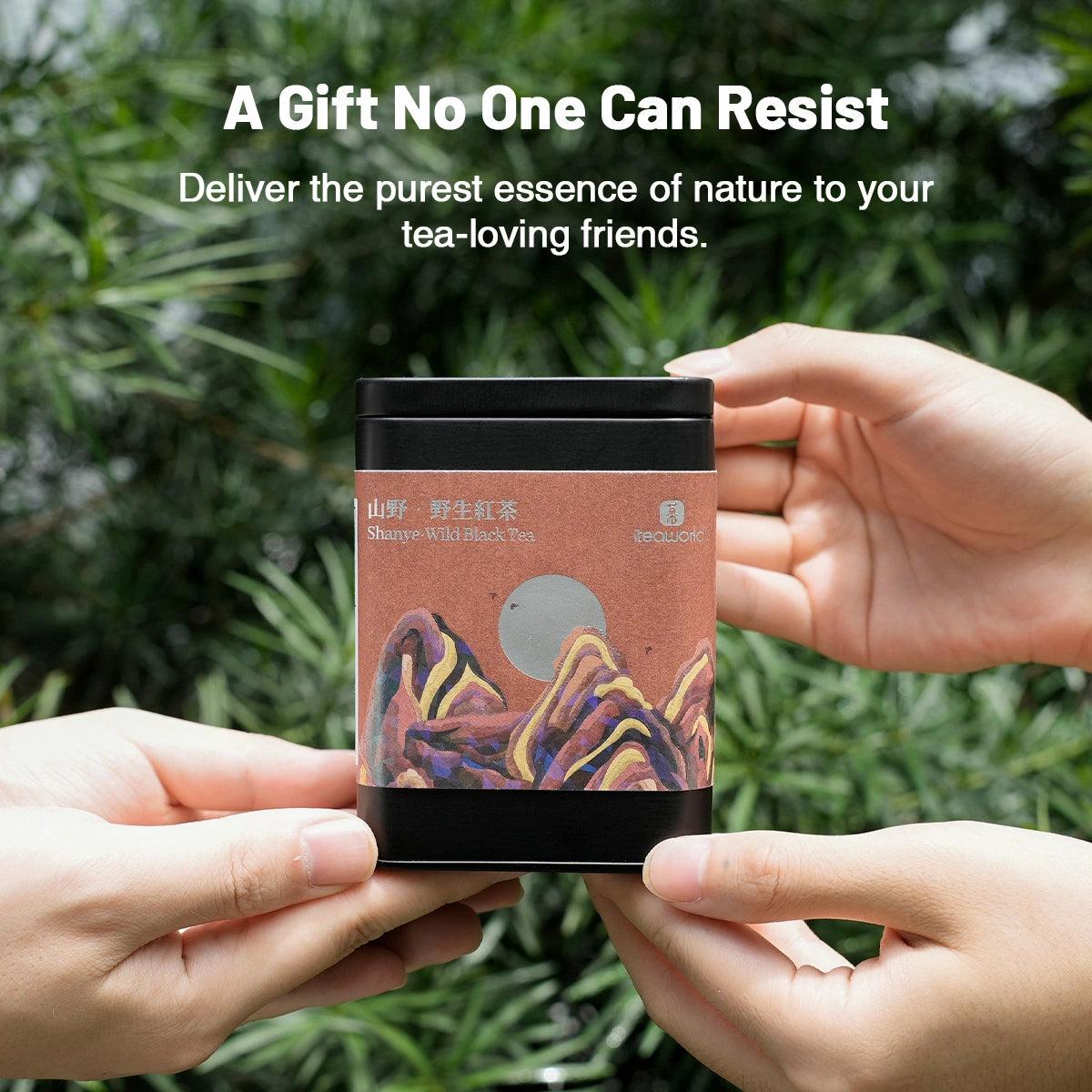Organic Wild Gongfu Black Tea | Floral Aroma, Sweet & Brisk| 50-Year-Old Trees - 900m High Daming Mountain | Light Fermentation (40G/80G) For Morning