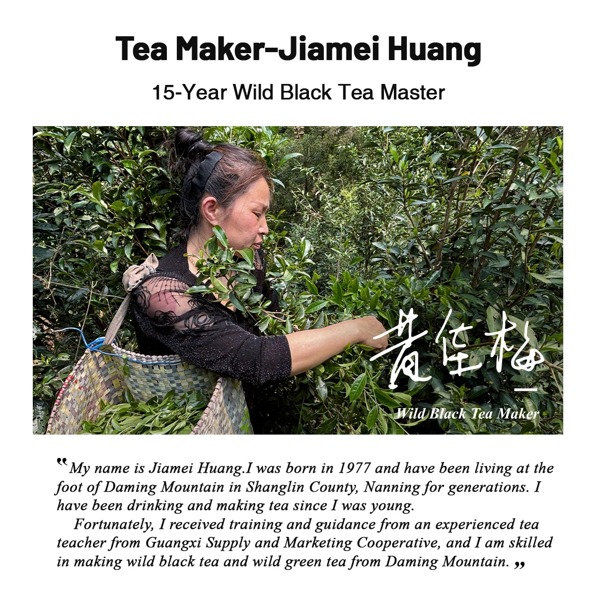 Organic Wild Gongfu Black Tea | Floral Aroma, Sweet & Brisk| 50-Year-Old Trees - 900m High Daming Mountain | Light Fermentation  (40G/80G) For Morning