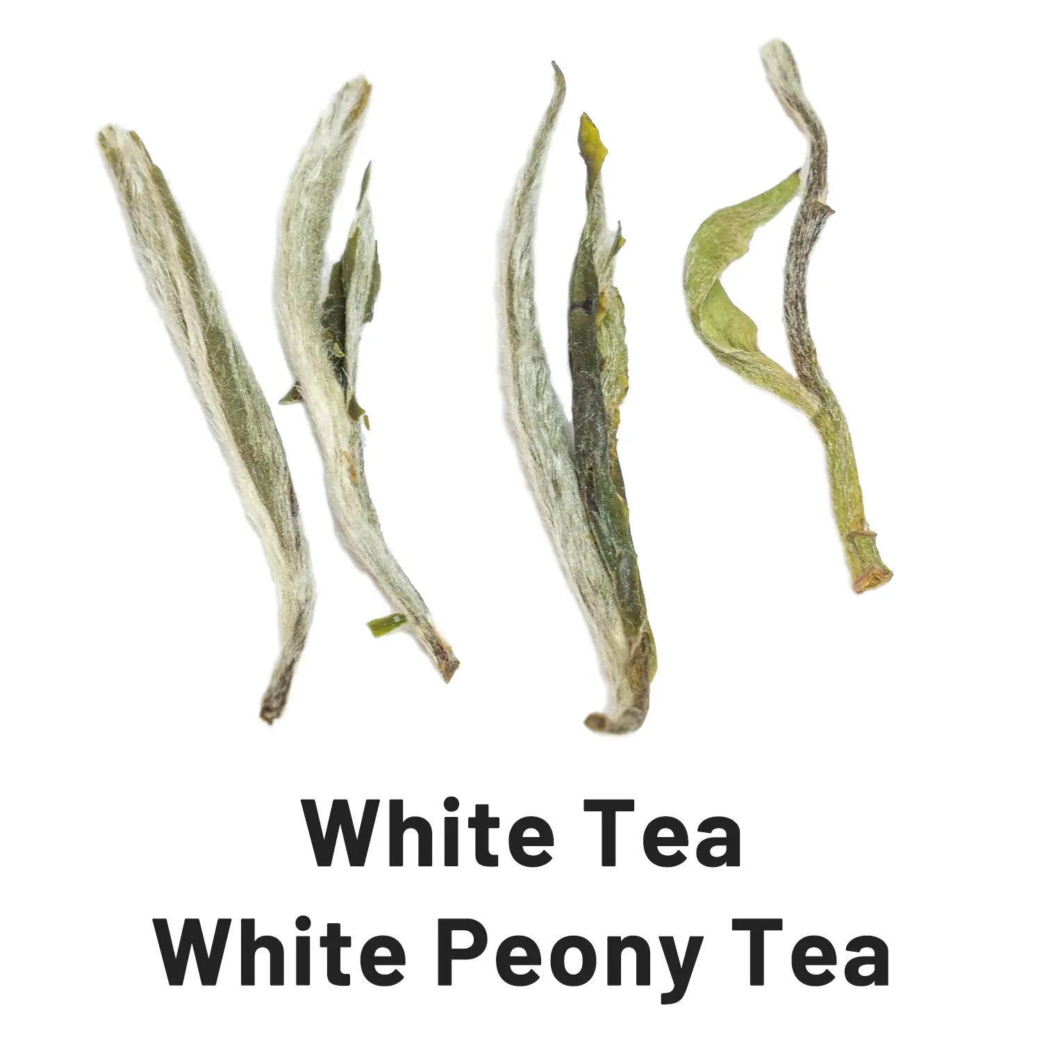 white tea white peony tea