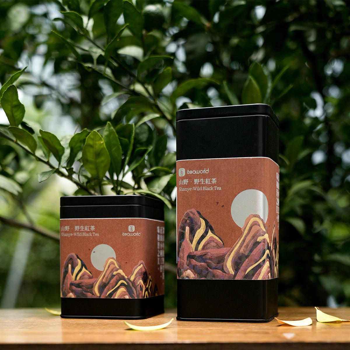 Organic Wild Gongfu Black Tea | Floral Aroma, Sweet & Brisk| 50-Year-Old Trees - 900m High Daming Mountain | Light Fermentation  (40G/80G) For Morning