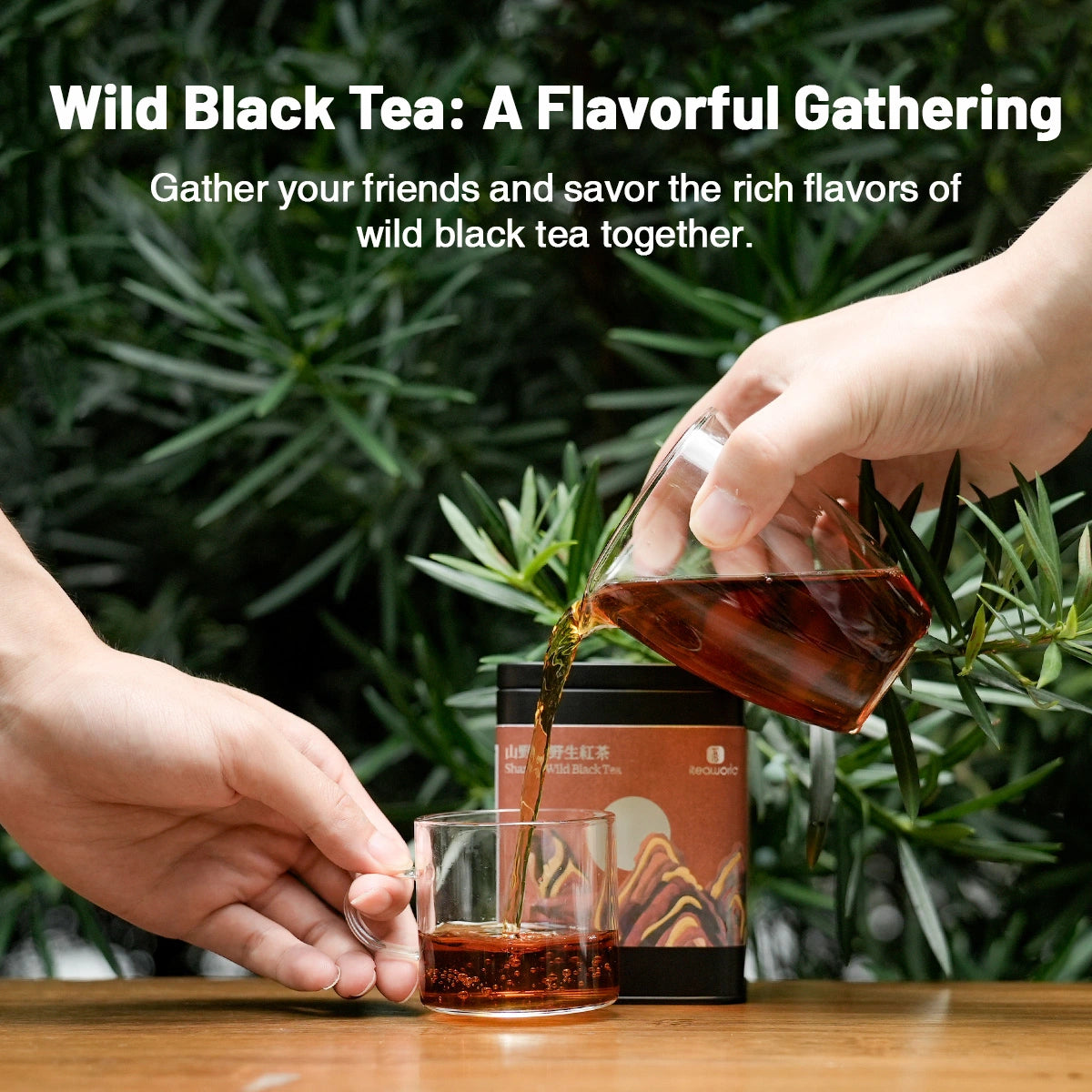 Organic Wild Gongfu Black Tea | Floral Aroma, Sweet & Brisk| 50-Year-Old Trees - 900m High Daming Mountain | Light Fermentation  (40G/80G) For Morning